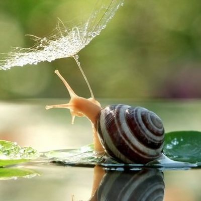 Timeline: Inteligencia Natualista