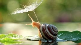 Timeline: Inteligencia Natualista