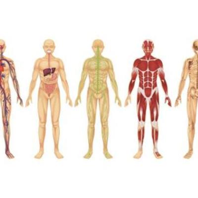Timeline: Sistemas del Cuerpo Humano
