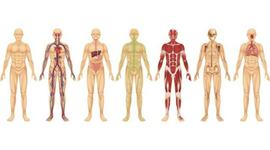 Timeline: Sistemas del Cuerpo Humano