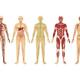 De la cabeza a los pies el cuerpo humano en cifras 01