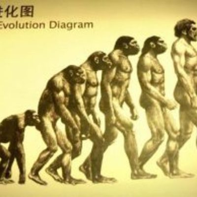 Timeline: EVOLUCIÓN HUMANA