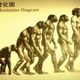 Evolucion humana 300x194