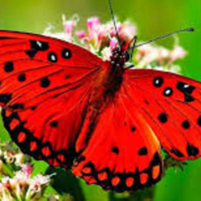 Timeline: Especies de Mariposas