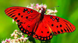 Timeline: Especies de Mariposas