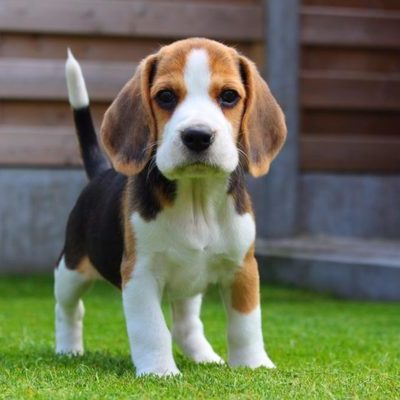 Timeline: BEAGLE