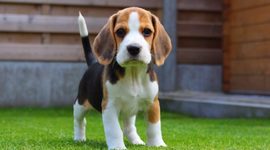 Timeline: BEAGLE