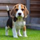 Beagle cachorro 1080x675