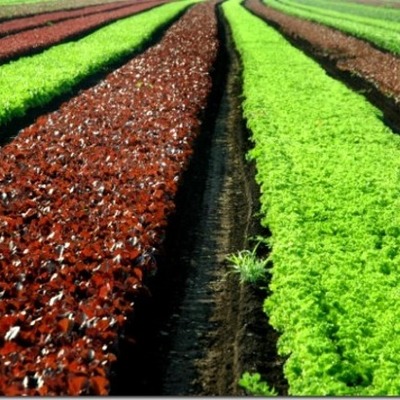 Timeline: CULTIVOS ORGANICOS