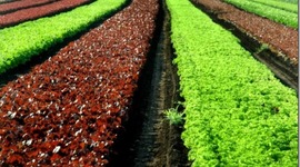 Timeline: CULTIVOS ORGANICOS