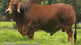 Timeline: introduccion pecuaria