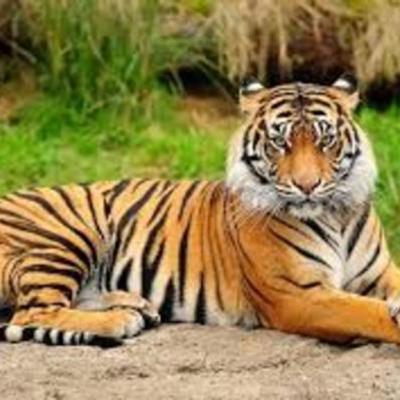 Timeline: QUE SON ANIMALES VERTEBRADOS Y SU EL GRAN FELINO EL TIGRE