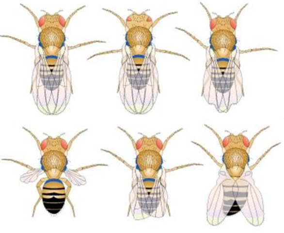 ABEILLE  MIROIR  EMDE main image 0