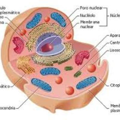 Timeline: TEORÍA CELULAR