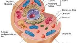 Timeline: TEORÍA CELULAR