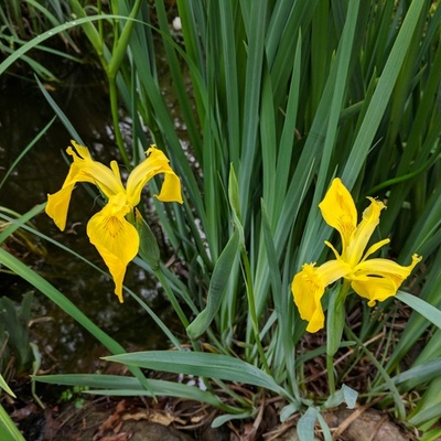 Timeline: HB671 Inclusion Timeline