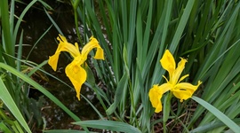 Timeline: HB671 Inclusion Timeline