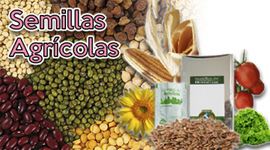 Timeline: Semillas Híbridas y sus comienzos