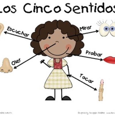 Timeline: Los sentidos y su importancia.