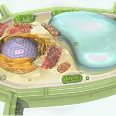 Timeline: La "CÉLULA", a través de la historia