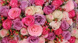 Timeline: Historia  de las rosas