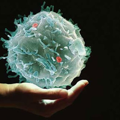 Timeline: Descubrimientos Importantes Sobre La Célula