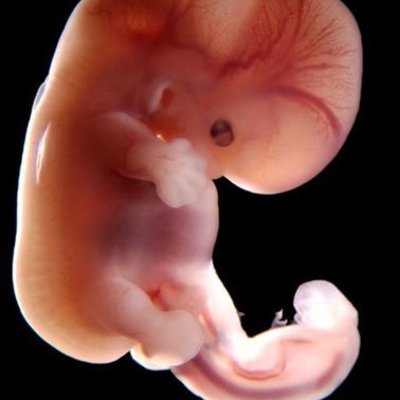 Timeline: CARACTERÍSTICAS Y EVOLUCIÓN DEL EMBARAZO EN HUMANOS