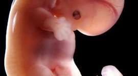 Timeline: CARACTERÍSTICAS Y EVOLUCIÓN DEL EMBARAZO EN HUMANOS