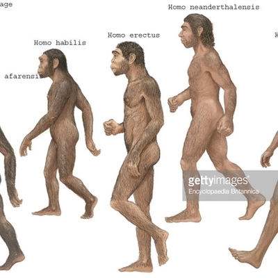 Timeline: la evolucion de el hombre