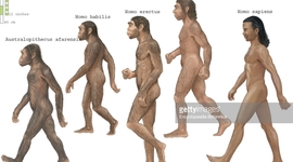 Timeline: la evolucion de el hombre