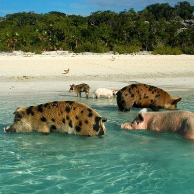 Timeline: The Island Of Dr Moreau