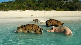 Timeline: The Island Of Dr Moreau