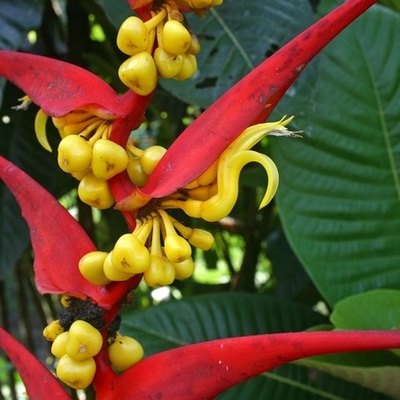 Timeline: EVOLUCIÓN DEL CONCEPTO DE BIODIVERSIDAD