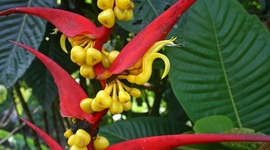 Timeline: EVOLUCIÓN DEL CONCEPTO DE BIODIVERSIDAD