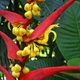 Heliconia dielsiana foto d. cardenas parque andaki
