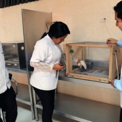 Timeline: DESARROLLO DE LA PSICOLOGÍA EXPERIMENTAL