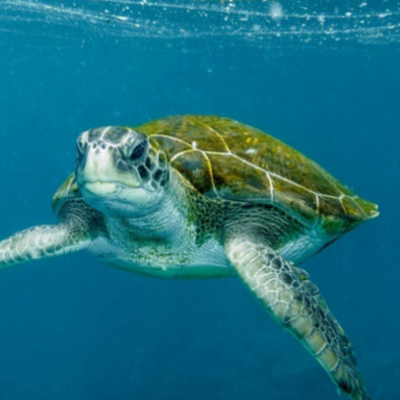 Timeline: EVOLUCION DE TORTUGAS
