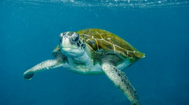 Timeline: EVOLUCION DE TORTUGAS