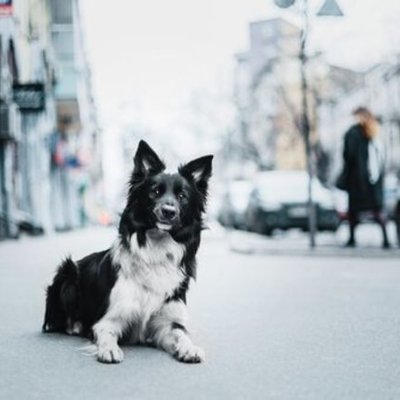 Timeline: Maltrato Animal