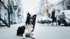 Timeline: Maltrato Animal