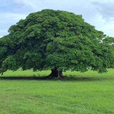 Timeline: el nacimiento del árbol