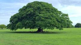 Timeline: el nacimiento del árbol