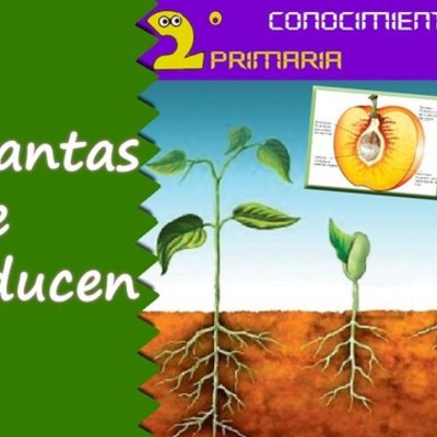 Timeline: Reproducción  de las plantas
