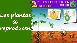 Timeline: Reproducción  de las plantas