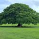 Arbol de guanacaste