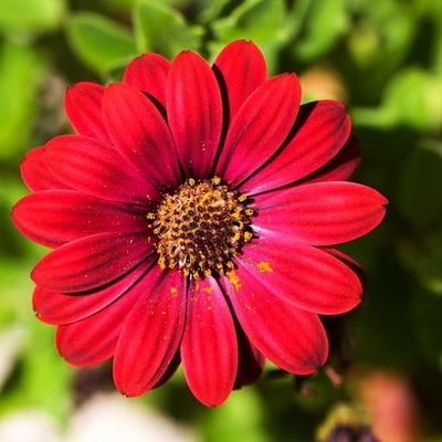 Timeline: Nacimiento de las plantas