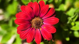 Timeline: Nacimiento de las plantas