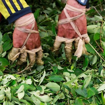 Timeline: Proceso de las drogas ilícitas en Colombia