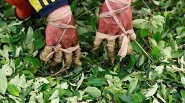 Timeline: Proceso de las drogas ilícitas en Colombia