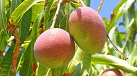 Timeline: HISTORIA DE VIDA DE UNA PLANTA